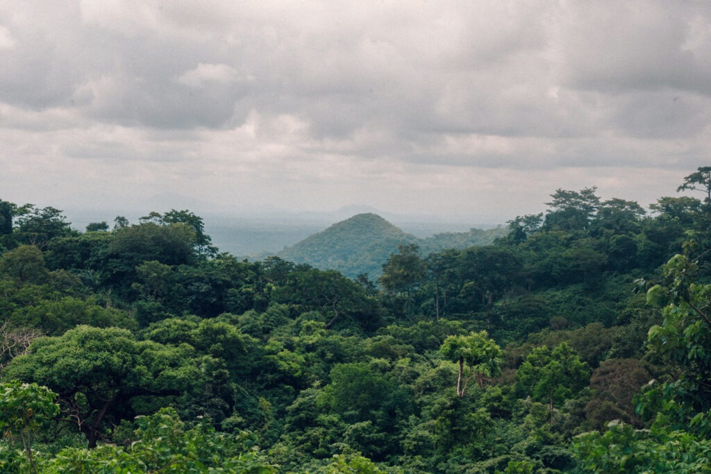 Monitoring Deforestation in Palm Oil Supply Chains