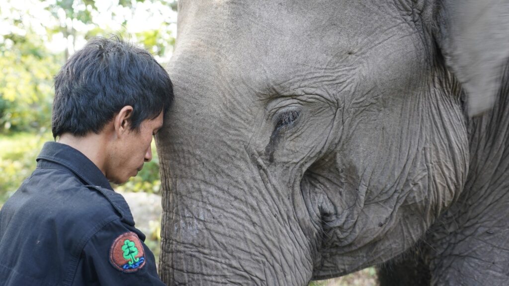 How Human-Elephant Conflict Mitigation Empowers Women and Farmers for Sustainable Livelihoods